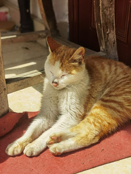 晒太阳的猫田园猫