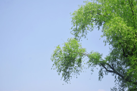 天空柳树枝