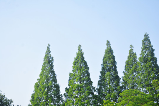 天空与水杉树