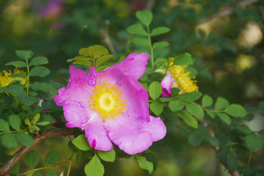 缫丝花