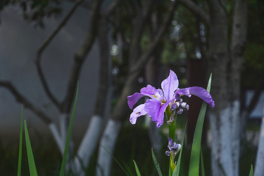 鸢尾花