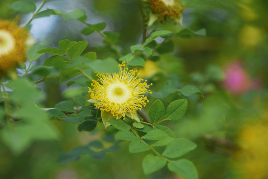 刺梨花蕊