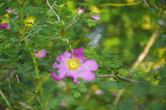 缫丝花