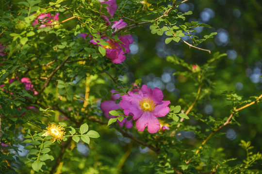 缫丝花