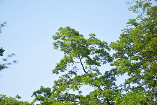 蓝天树枝