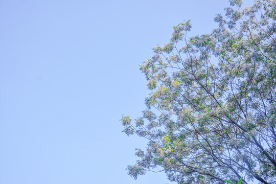 天空美花枝