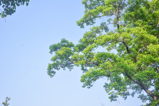 仰望清新树枝