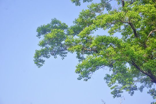 清新唯美树枝