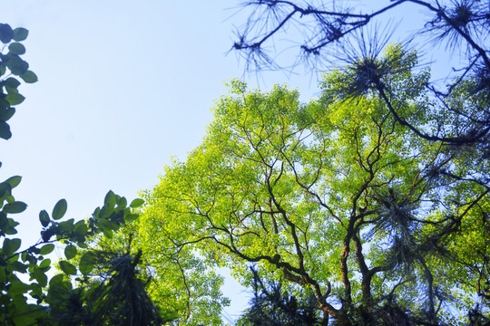 仰拍树枝