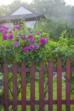 木篱笆与月季花