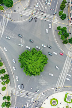 航拍福州市区十字路口大榕树