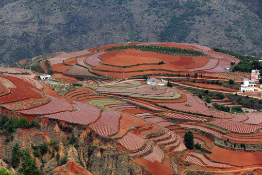 东川红土地