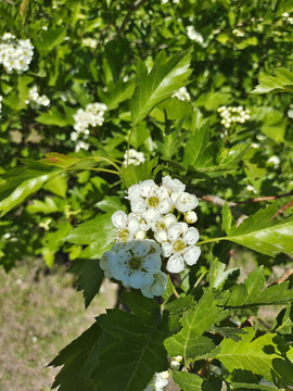 山楂花