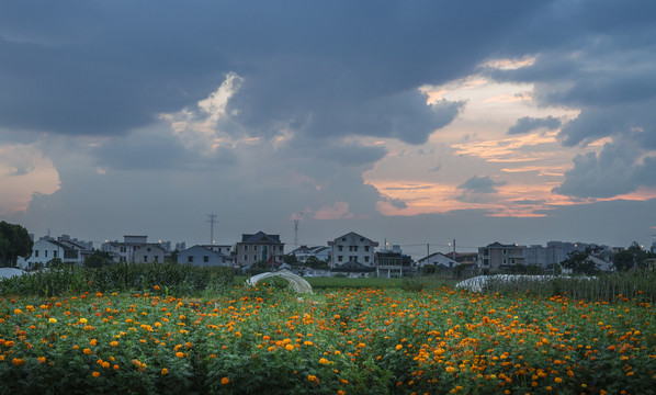 田里的菊花