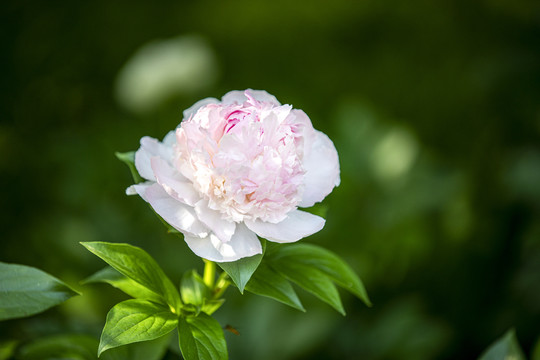 白芍药