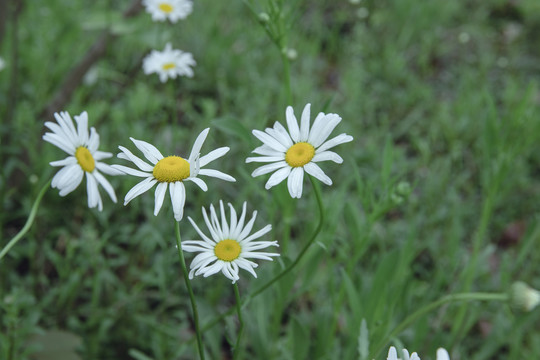 小雏菊