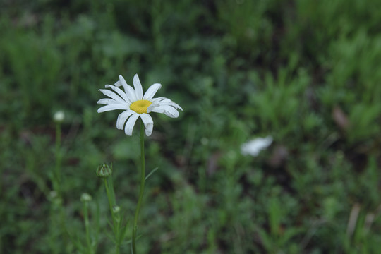 小雏菊