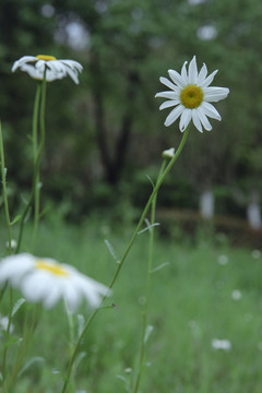 小雏菊