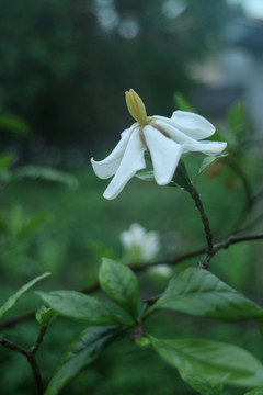 栀子花