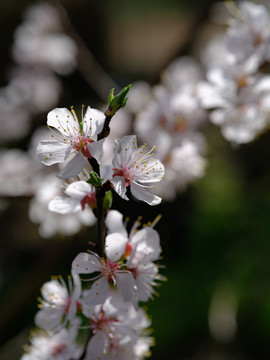 春暖花开