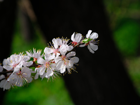 春暖花开