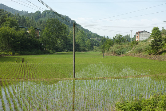 秧苗秧田水稻培育