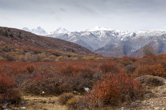 阿坝雪山草地高原风光