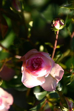 唯美的粉色玫瑰花