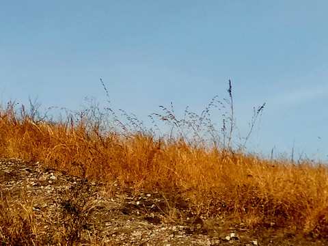 长满野草的荒山