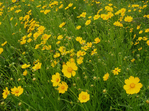 金鸡菊