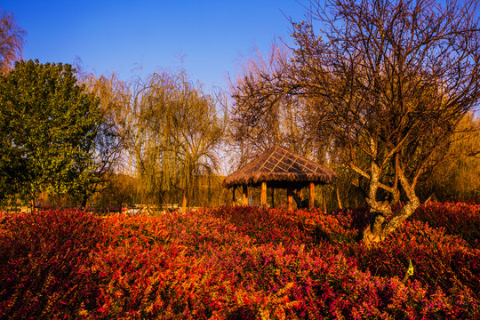 休闲度假花卉公园