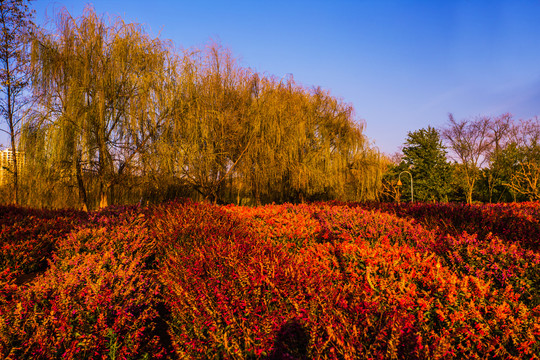 休闲度假花卉公园