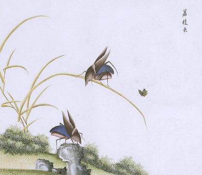 荔枝蟲(chóng)蟲(chóng)草國(guó)畫(huà)小品