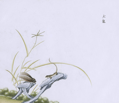 土龍蜥蜴蟲草國畫小品