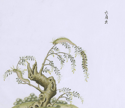 六角毛毛虫虫草国画小品