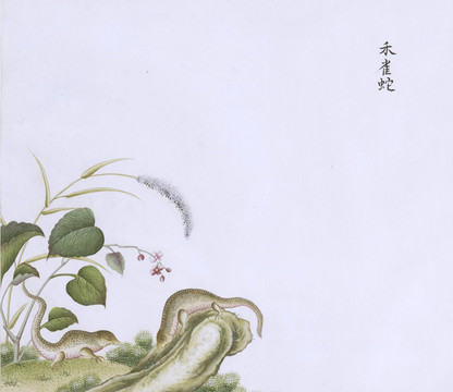 禾花蛇虫草国画小品