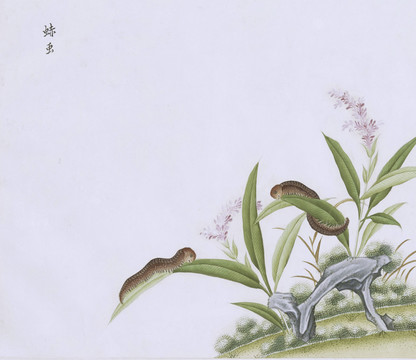 红毛毛虫虫草国画小品