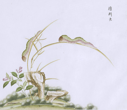 绩断虫虫草国画小品