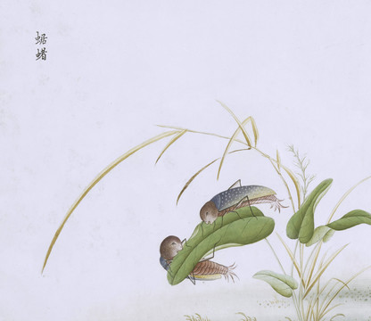 大昆虫虫草国画小品