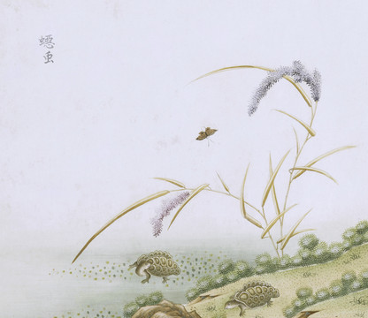 鳄龟虫草国画小品