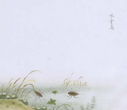 水虫虫草国画小品