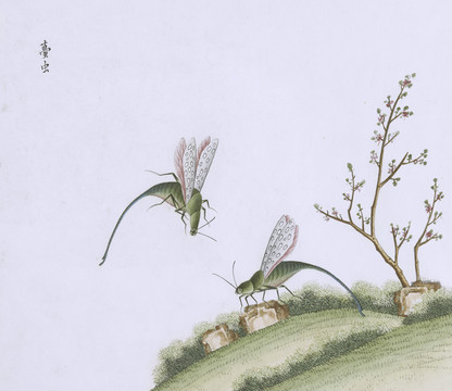 梦虫虫草国画小品