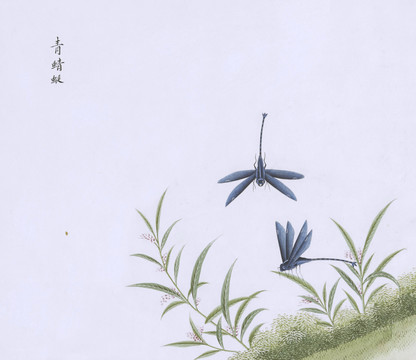 青蜻蜓虫草国画小品