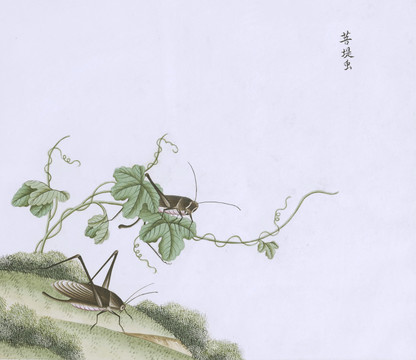 菩提虫虫草国画小品