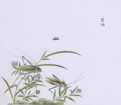 霜蜢虫草国画小品