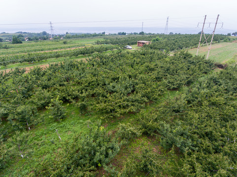 航拍河南灵宝市赵家沟村樱桃林