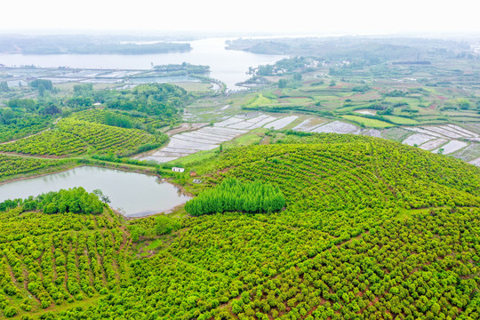 航拍信阳光山县司马光油茶园