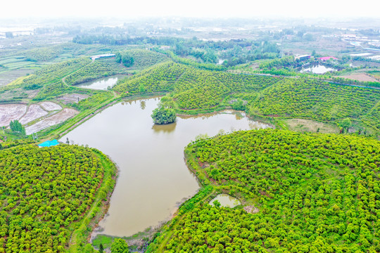 航拍信阳光山县司马光油茶园