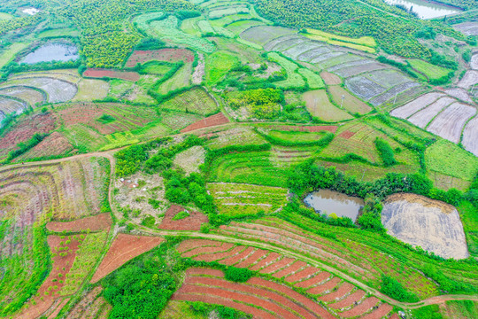 航拍信阳光山县司马光油茶园