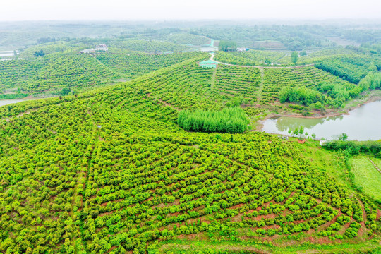 航拍信阳光山县司马光油茶园